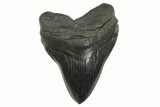 Serrated, Fossil Megalodon Tooth - South Carolina #299406-1